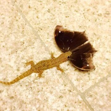 你看,壁虎在吃蝴蝶.我看它好久没吃东西啦!