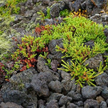 冰岛行 - 冰岛游记攻略【携程攻略】