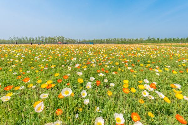 不时有观光车或者自行车驶过,游客们三五成群,陶醉在这美丽的花海中