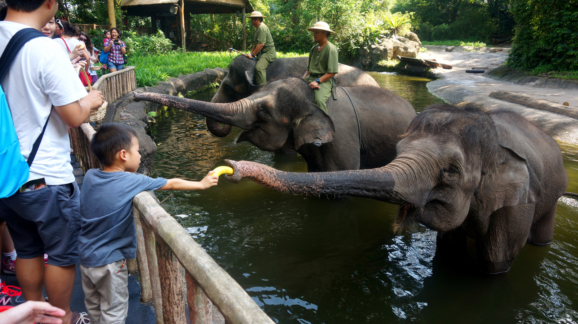 看完表演可以喂大象,5新币一篮,很快就喂完了