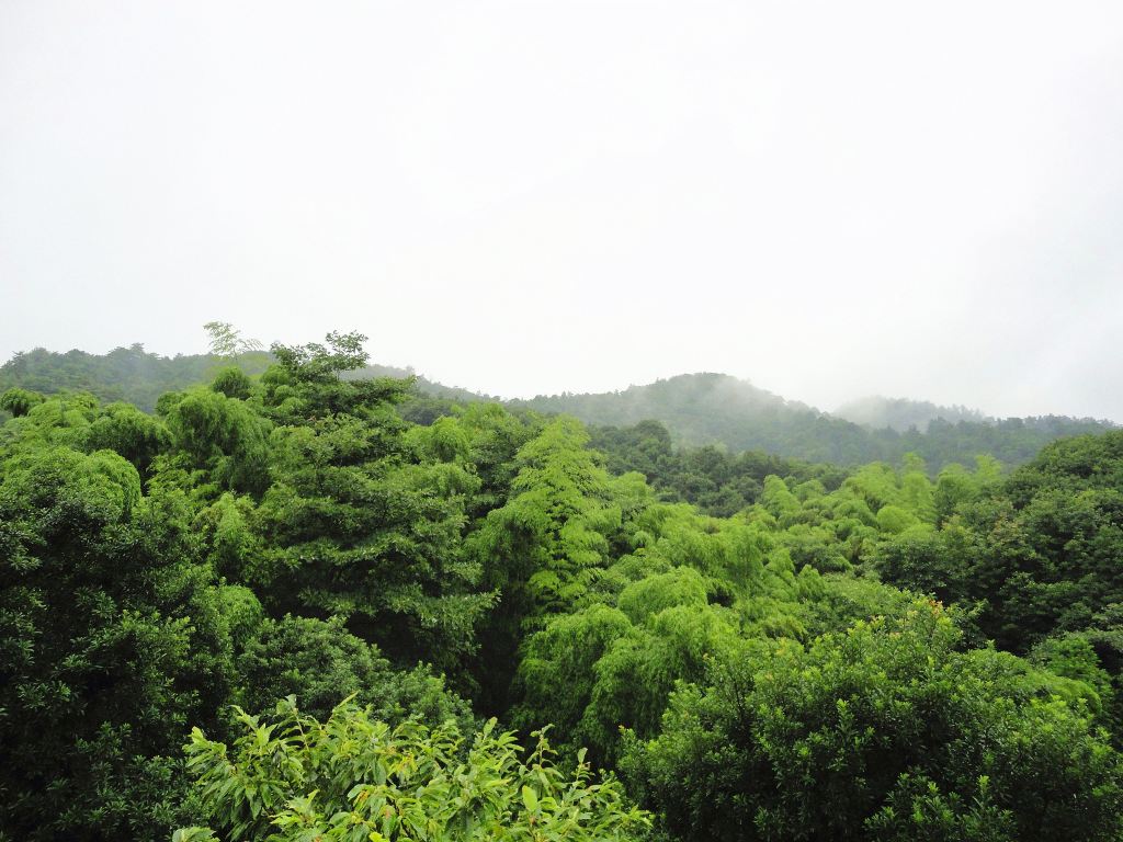 雨中漫步東錢湖,四明山上摘楊梅