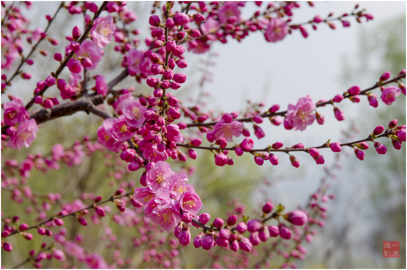 桃花红来杏花白简谱_桃花杏花图片大全大图(3)