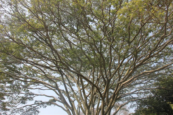 这么大的大伞树(因为看起来像一把大伞,我就自命名了),相机都拍不全