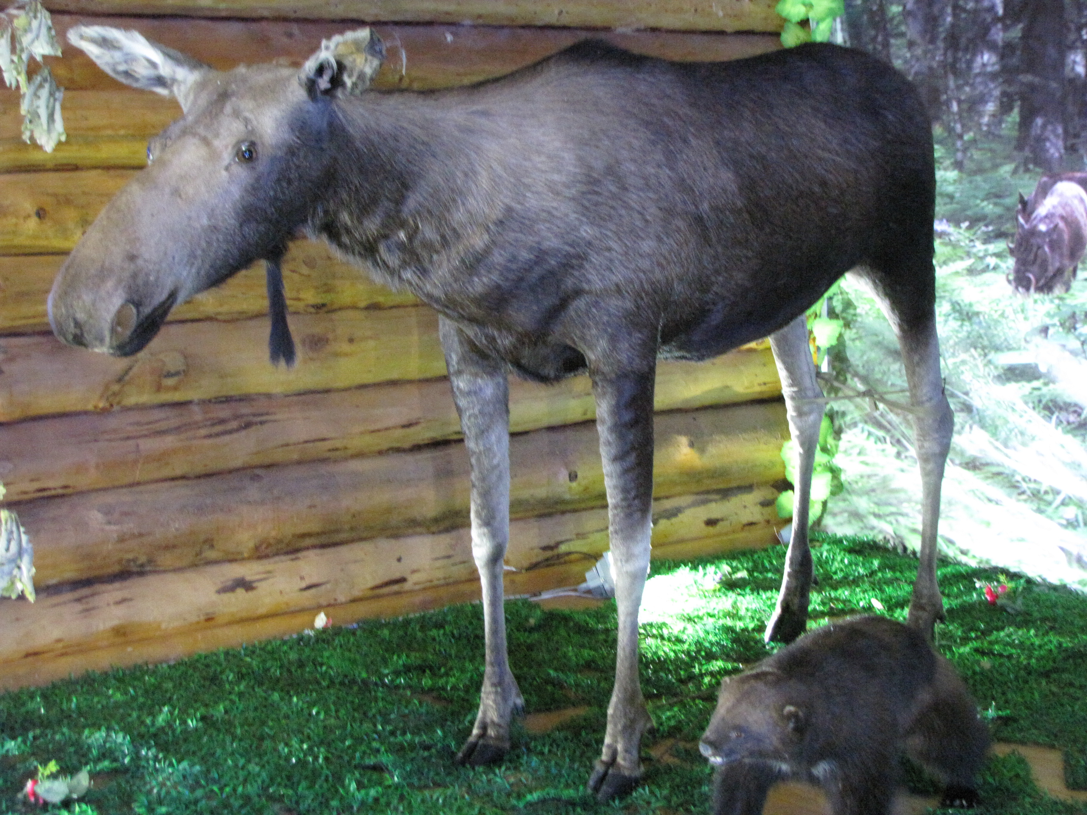 呼伦贝尔大草原哈乌尓河景区有10万牛虻大军