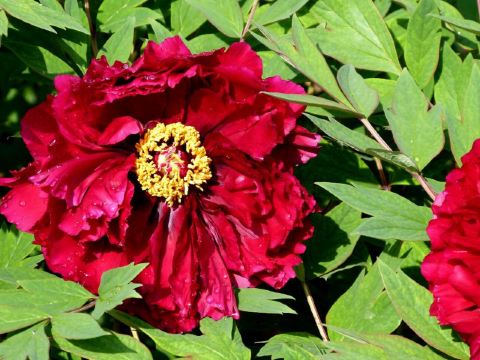 2014年大连百花迎春游园会