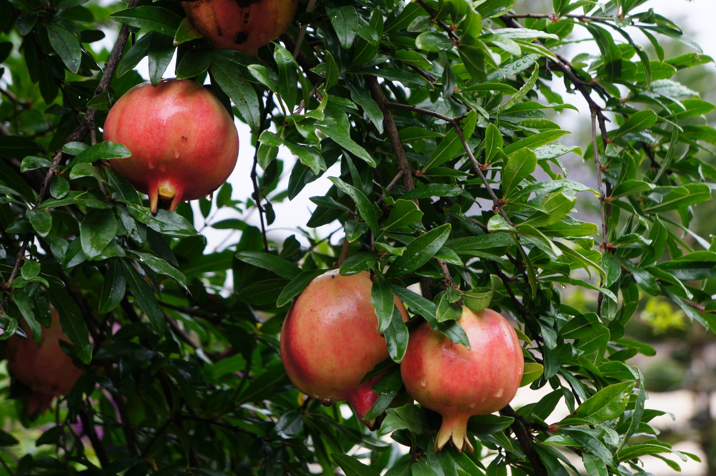 妈妈去哪儿-云南普者黑