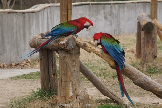 鹦鹉-上海野生动物园