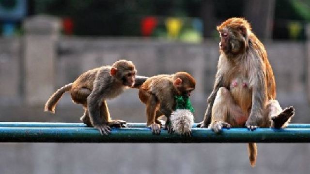 濟南動物園門票,濟南濟南動物園攻略/地址/圖片/門票價格【攜程攻略】