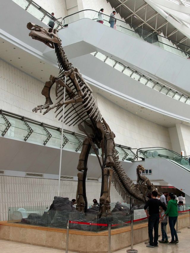 完整的恐龙化石
