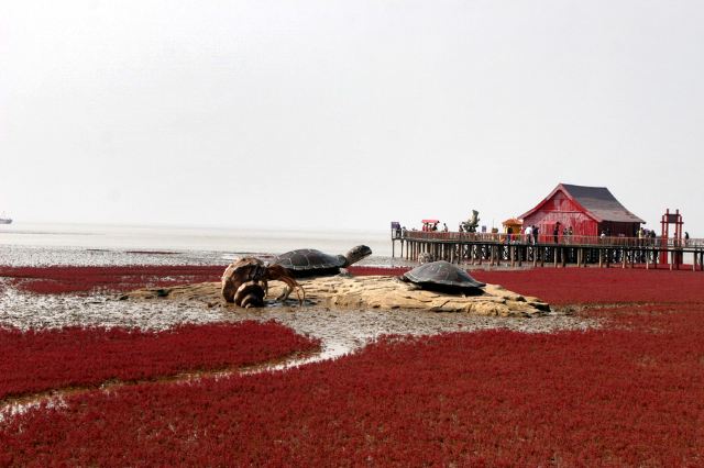 到辽宁盘锦看红海滩落潮,芦苇海观鹤,月牙湾湿地公园