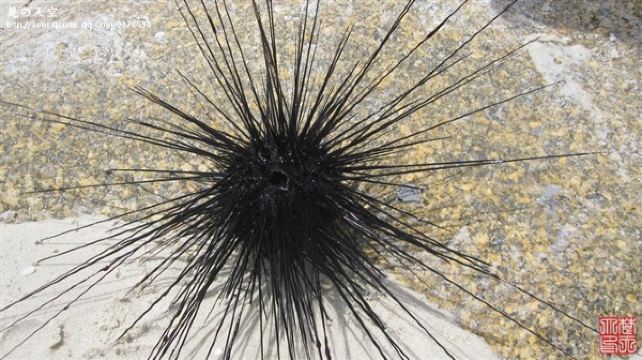 据说这叫魔鬼海胆,有毒;领队从海里现捞上来的.最后又放生大海了