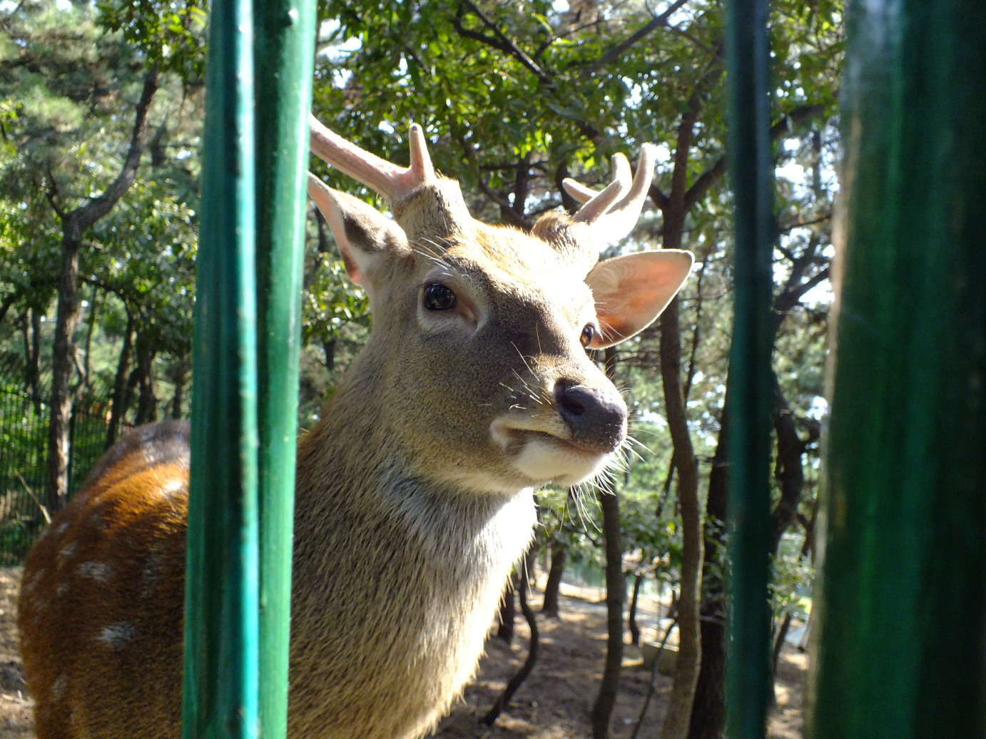 这个是在刘公岛动物园里的大熊猫,超级可爱有木有~~虽然现在很多动物