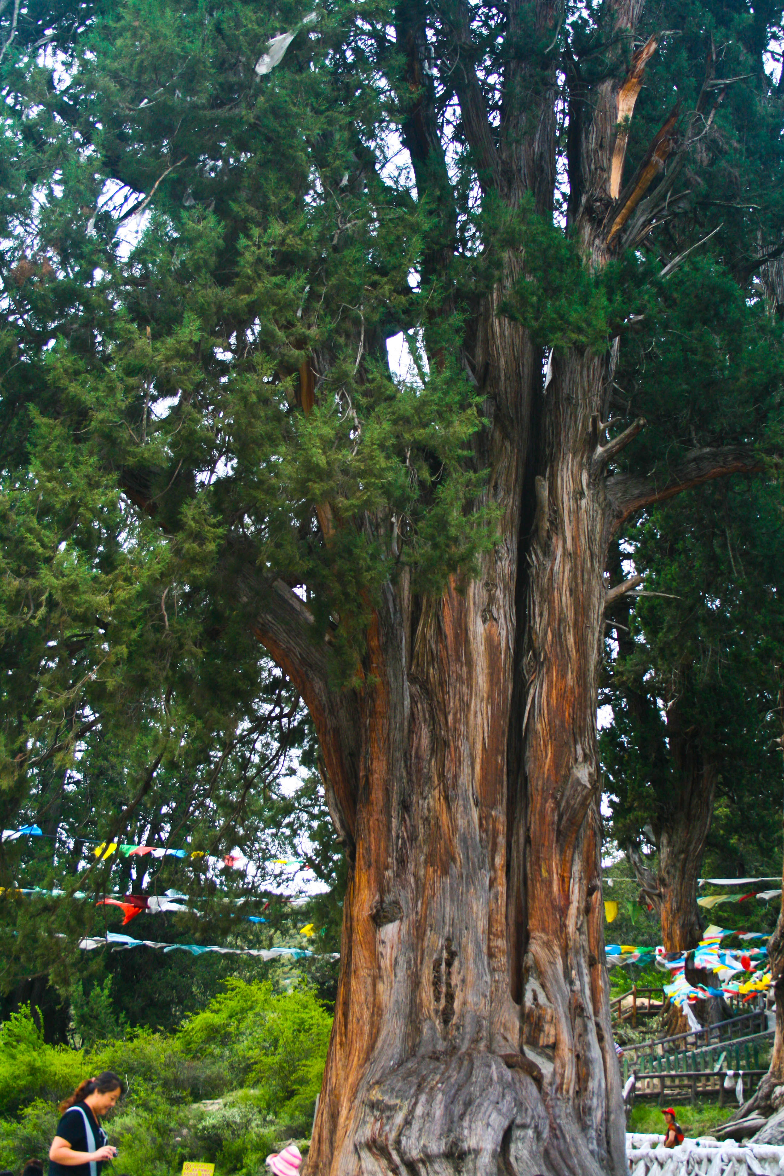 传说苯教开山祖师辛饶米保的生命树即是巨柏,所以柏树在这里很受保护.