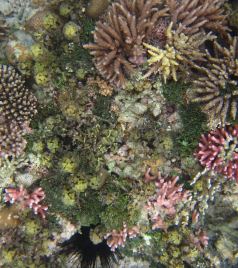 苏拉威西岛游记图文-网罗沙巴西巴丹浮潜地（马布岛浮潜）